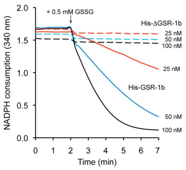 GSSG reductase enzymatic activity.jpg